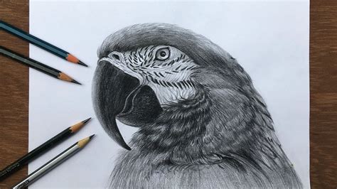 Realistic Animal Realistic Parrot Drawing Check out our realistic parrot selection for the very ...