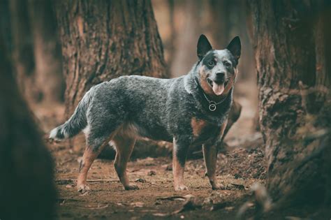 Blue Heeler Size Guide: How Big Do Australian Cattle Dogs Get? - Puppy Weight Calculator