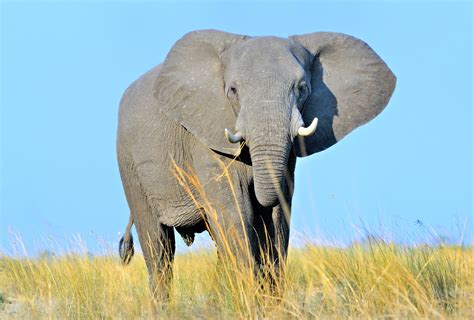 Scientists Rush to Save the African Bush Elephant | Greenwich Sentinel | Greenwich Sentinel