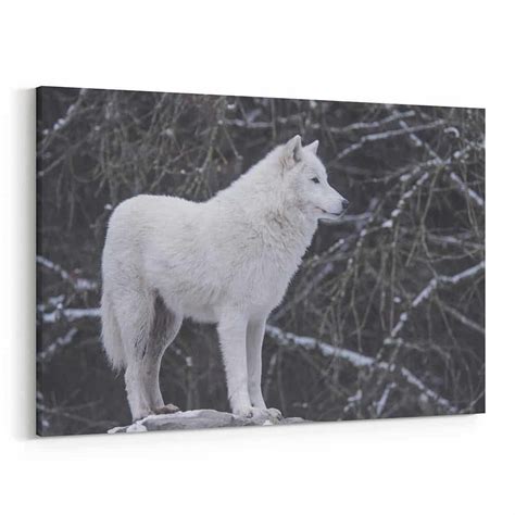 White Wolf In Winter Canvas Wall Art | 365Canvas