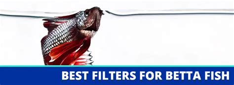 Best Betta Tank Filter Reviews and Ratings for 2022