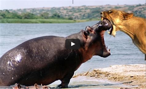 LION vs HIPPO - Animal Fight Lion vs Hippo vs Lion Real Fight | kata