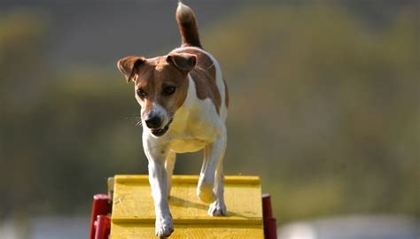 30 Best Agility Dogs That Are Easiest to Train for Agility Competitions