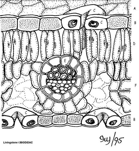 Leaf Anatomy Coloring Worksheet - Times Hub