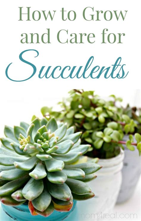 How to Grow and Care For Succulents - Mom 4 Real