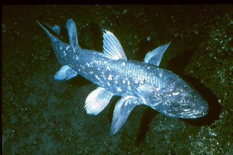 Coelacanth fossil sheds light on fin-to-limb evolution