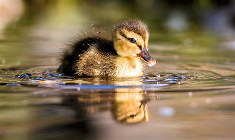 Ducklings swim in line to reduce drag - Earth.com