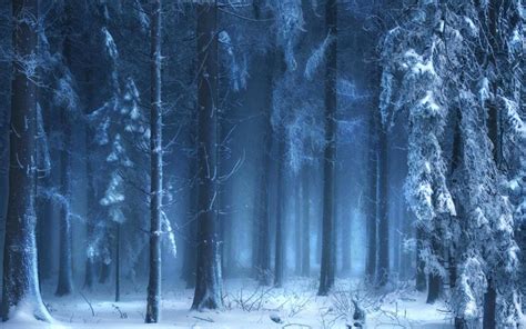 Snowy Dark Forest Wallpapers and Backgrounds 4K, HD, Dual Screen