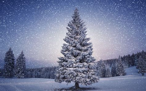 White Christmas Tree Wallpapers - Top Free White Christmas Tree Backgrounds - WallpaperAccess