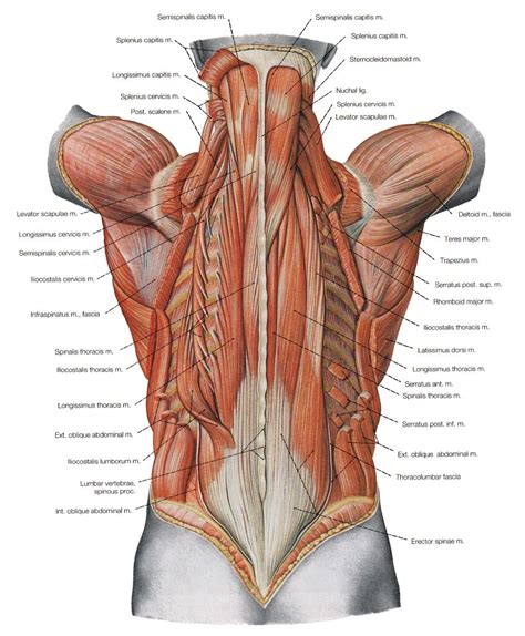 Anatomical Name Of Lower Back Muscles / The major muscle group that allows us to stand upright ...