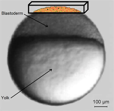 3: Acquired portion of the Zebrafish embryo (frontal view): (a) start... | Download Scientific ...