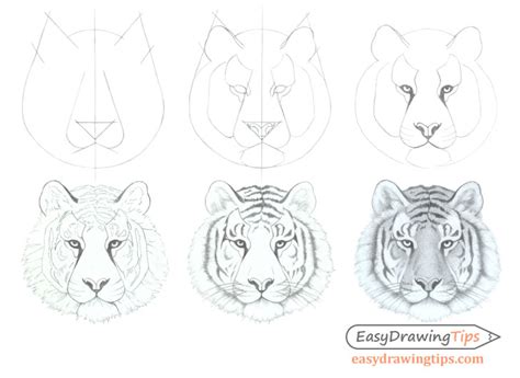 Easy Tiger Face Drawing