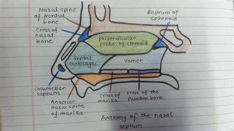 Nasal Cavity Coronal Ct Anatomy Gt Nasal Cavity