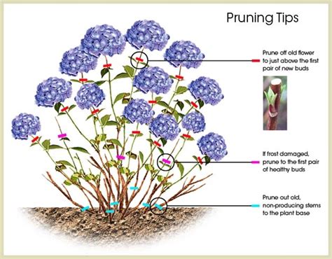 Pruning Hydrangeas Archives - Lorraine Ballato