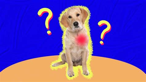 Heart Murmur In Dogs: A Vet Expert Explains What You Need To Know - DodoWell - The Dodo