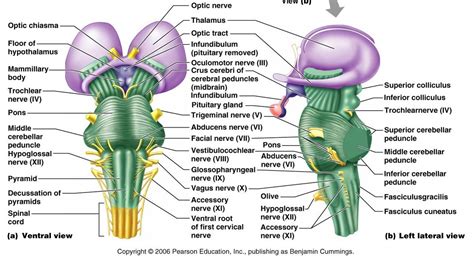 Brain Stem Diagram Labeled