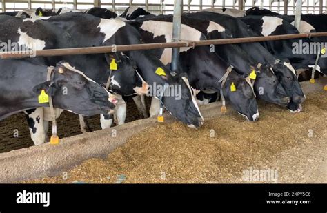 Dairy cows eating corn silage Stock Videos & Footage - HD and 4K Video Clips - Alamy