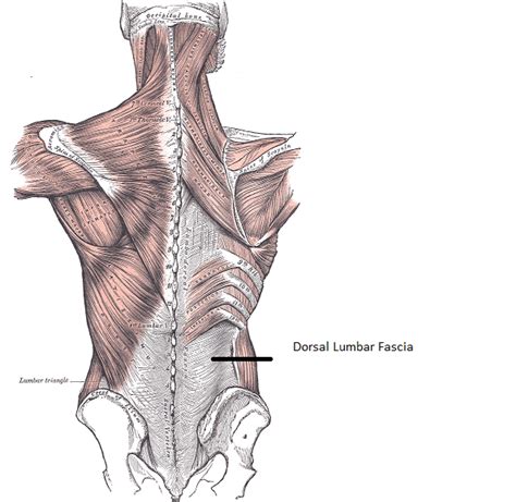 Dorsal Lumbar Fascia Stretch - StableMovement Physical Therapy