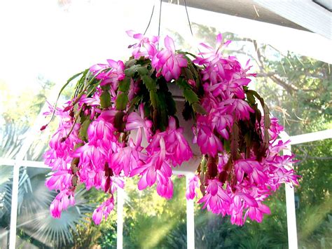 Christmas Cactus | New Floridians