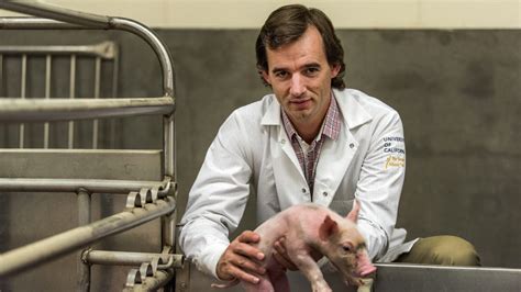 Meet the animal scientist trying to grow human organs — in pigs