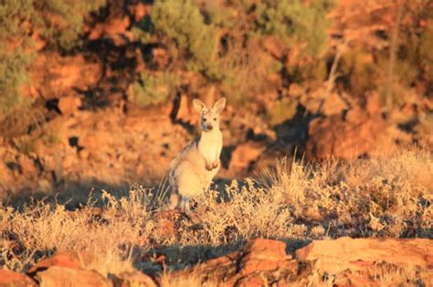 Outback Animals - Australian Photography