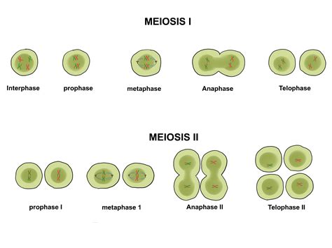 Cell Division Mitosis Vs Meiosis On Emaze | The Best Porn Website