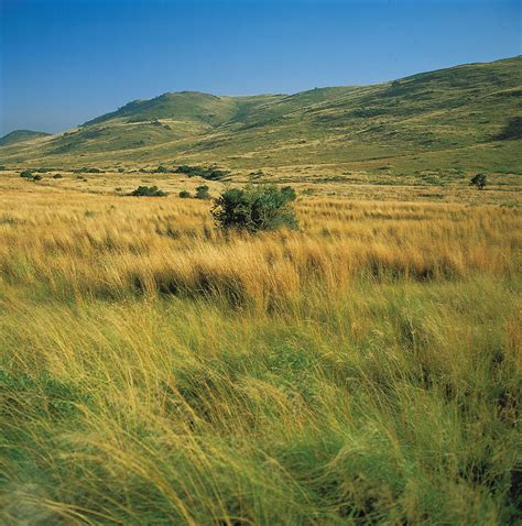 Tropical Grassland Climate