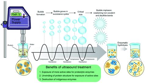 Schematic illustration of ultrasound-assisted proteolysis of food proteins. | Download ...