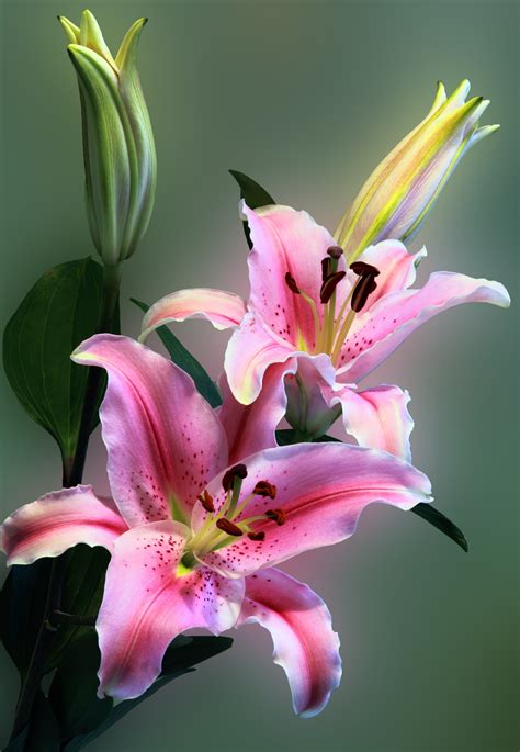 Free photo: Pink Tiger Lily on Bloom - Beautiful, Lillies, Summer - Free Download - Jooinn