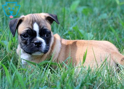 Spunky | Pug Mix Puppy For Sale | Keystone Puppies