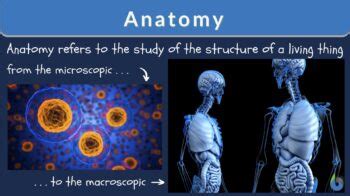 Anatomy - Definition and Examples - Biology Online Dictionary