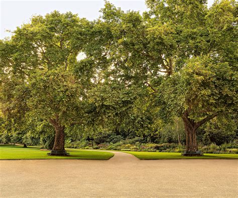 Tour the Buckingham Palace gardens: and discover its secrets | Homes & Gardens