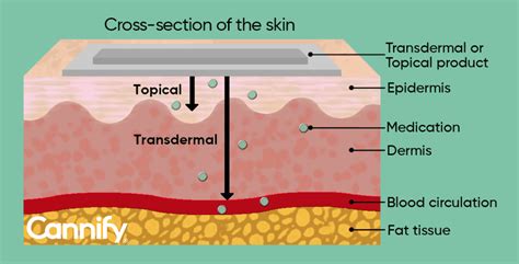 Absorption – A Complete Guide