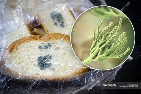 Penicillium Fungi Microscope