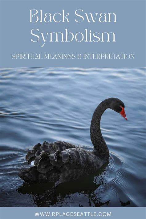 Black Swan Symbolism (Spiritual Meanings & Interpretation)