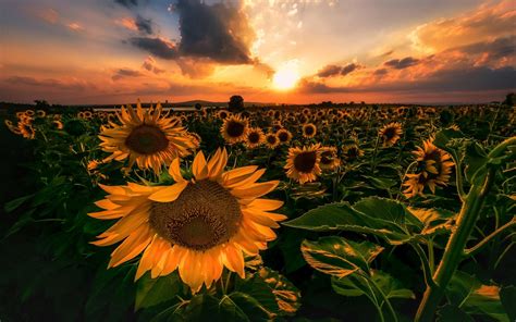 Sunflower Sunset Wallpapers - Wallpaper Cave