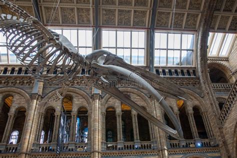 Blue Whale Skeleton in the Natural History Editorial Photography - Image of history, museum ...