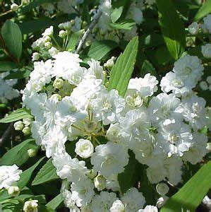 Bridal Wreath Spirea | Garden Plant Deciduous Shrubs | Chicago Garden Designers