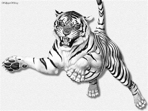 Tiger Leaping Drawing