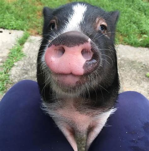 Pig Names: The 500 Most Popular Male and Female Pig Names