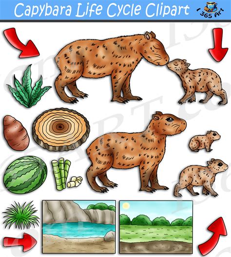 Life Cycle Of A Capybara