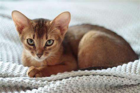 See the Cutest Cat Breeds as Kittens | Reader's Digest