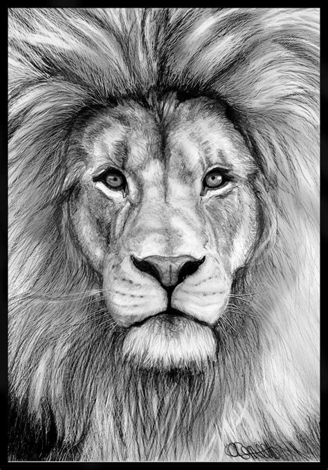 Lion Eyes Drawing at PaintingValley.com | Explore collection of Lion Eyes Drawing