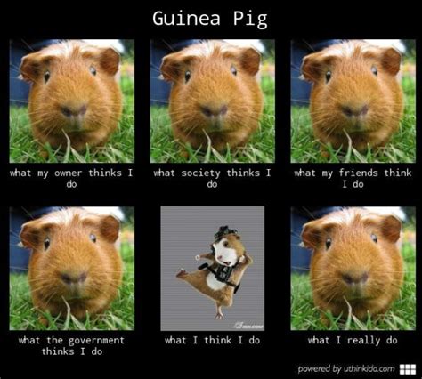 Guinea pig be like - Meme by Melon_King :) Memedroid