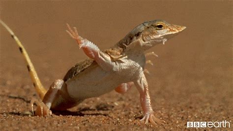 Regal Horned Lizard GIFs - Find & Share on GIPHY