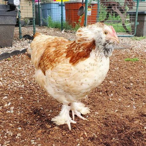 Top 8 Friendliest Chicken Breeds (Best Pet Chickens With Pictures)