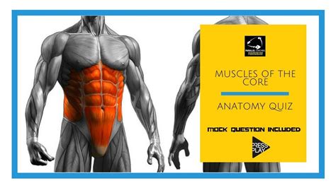 Muscles Of The Human Body Quiz