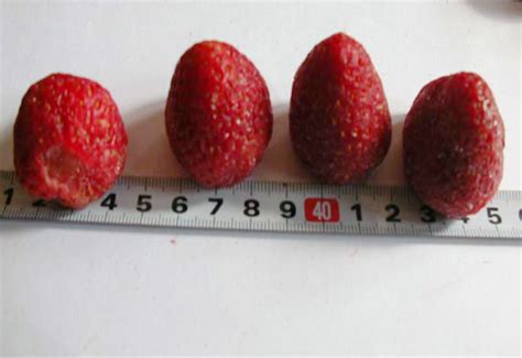 Freeze-Dried Strawberries Whole, Freeze-Dried Strawberry Slices