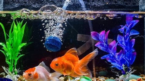 Best Betta Tank With Filter [Nov 2023]: Top 6 Picks