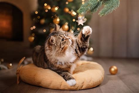 Pics of christmas cats. | IGN Boards